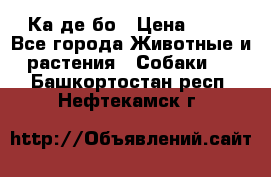 Ка де бо › Цена ­ 25 - Все города Животные и растения » Собаки   . Башкортостан респ.,Нефтекамск г.